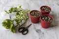 Epipremnum Pothos Ã¢â¬ËNJoyÃ¢â¬â¢ plants propagation from cuttings in small pots Royalty Free Stock Photo